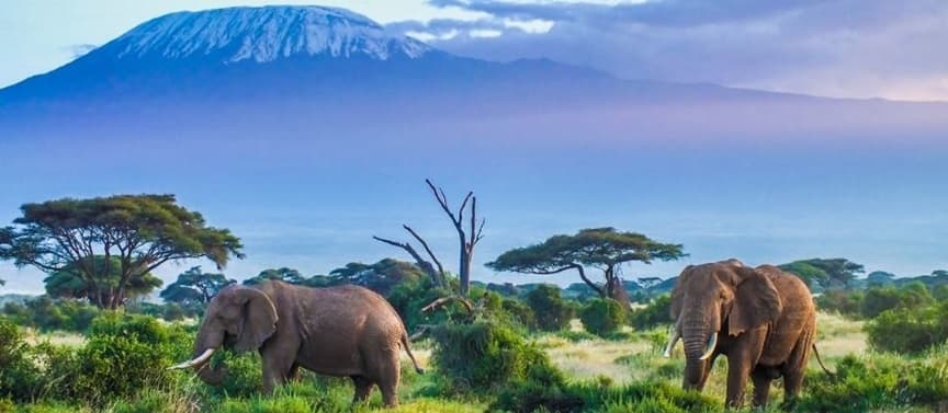 Kilimanjaro Summit Success Rate: What Actually Determines If You Make It