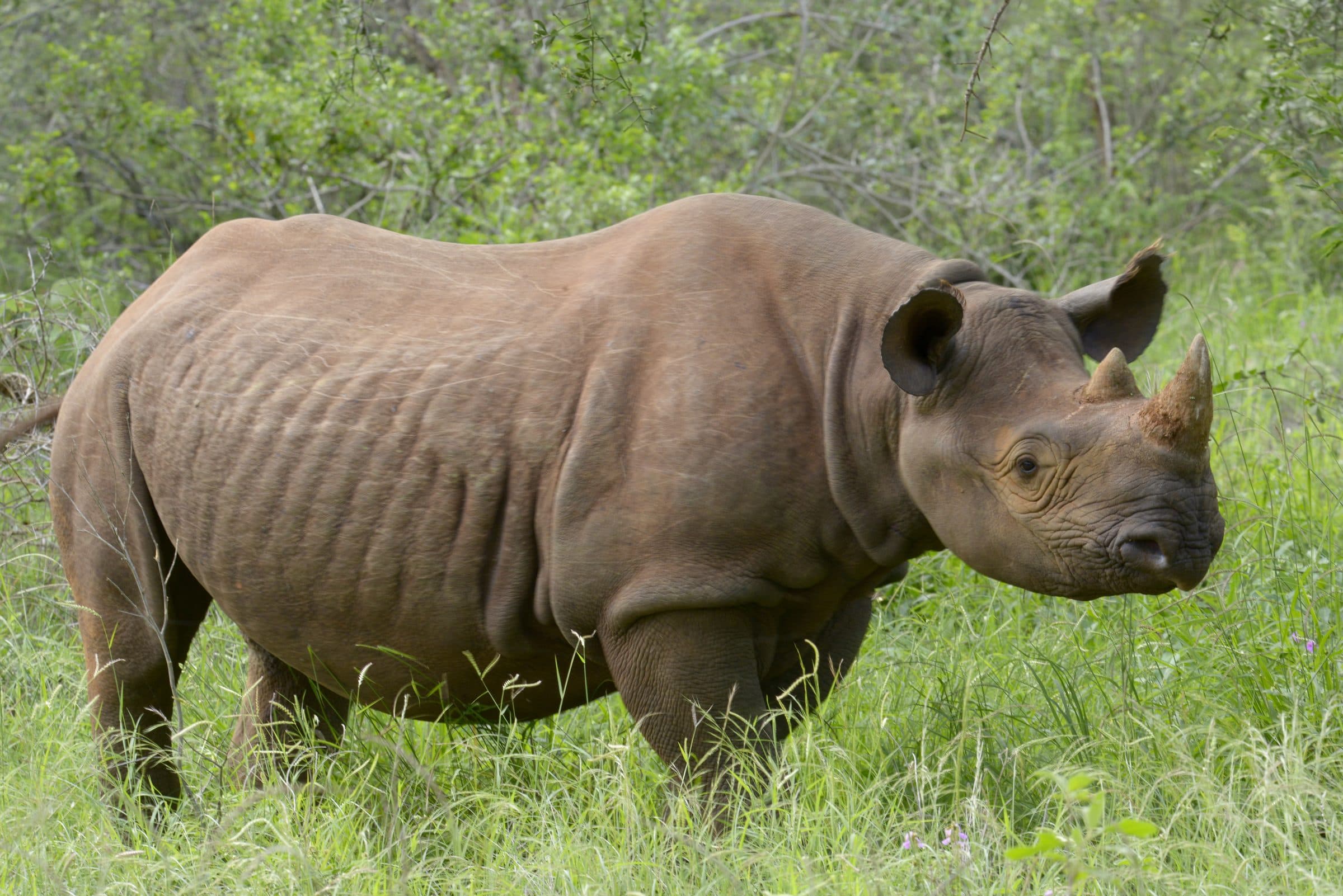 Mkomazi National Park landscape and wildlife