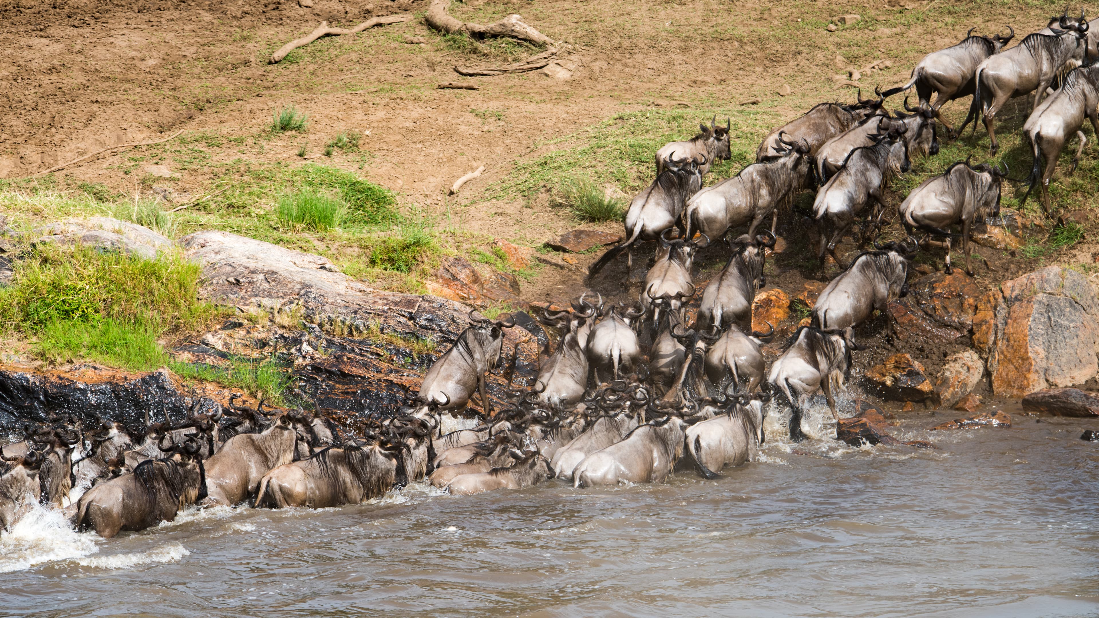 Serengeti National Park landscape and wildlife