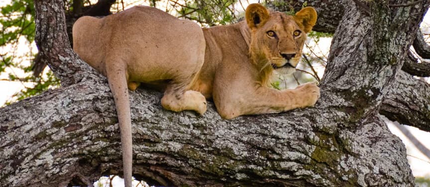 Tarangire National Park landscape and wildlife
